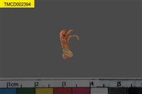 藏品(寄居蟹)的圖片